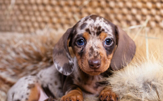 Screenshot 2023-12-12 at 0.52.34.png